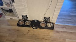 Süße Katze Personalisierter Name Haustier Futterschüssel Halter