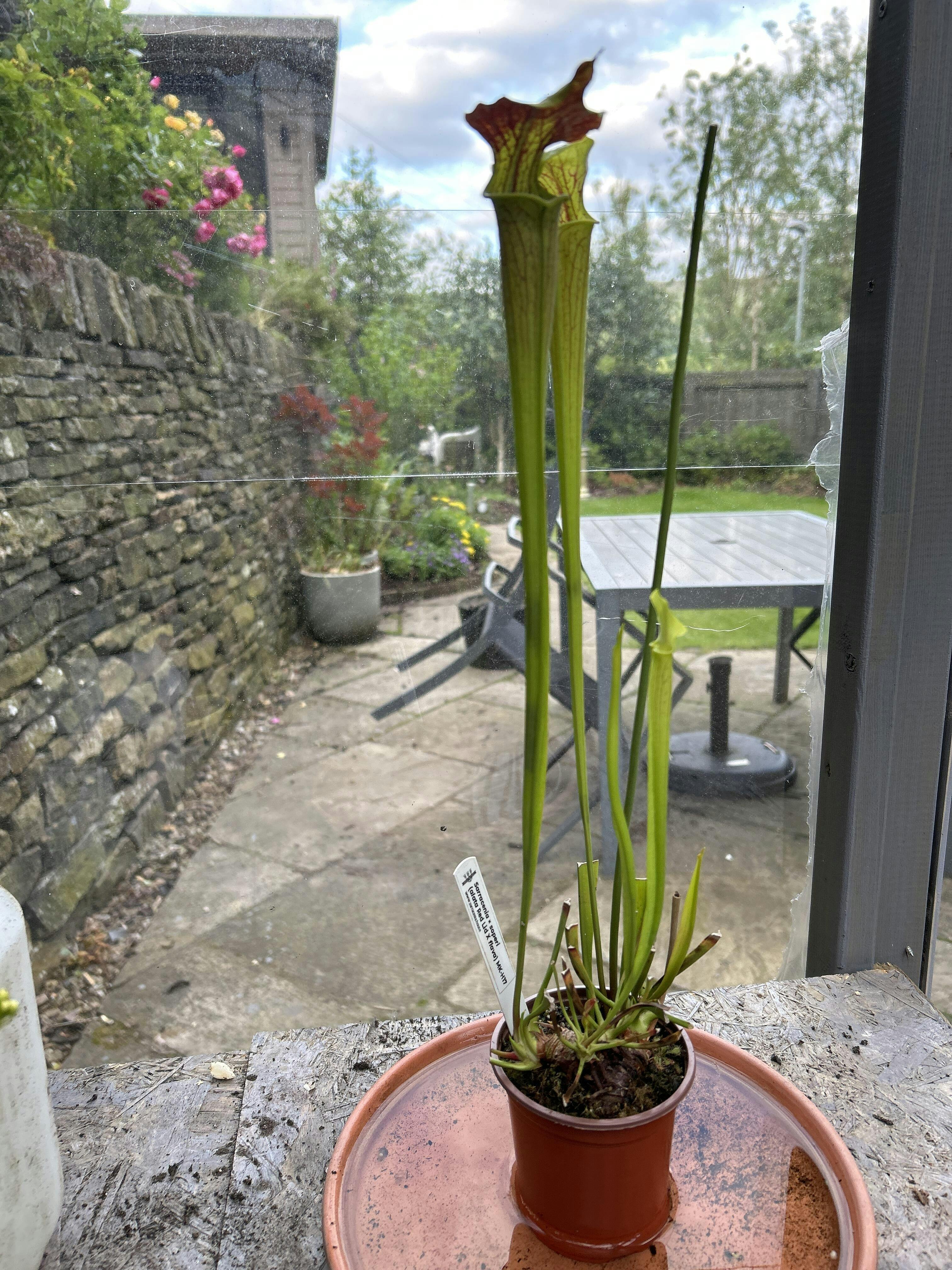 Sarracenia leucophylla 'Hurricane Creek White' | Sarracenia House