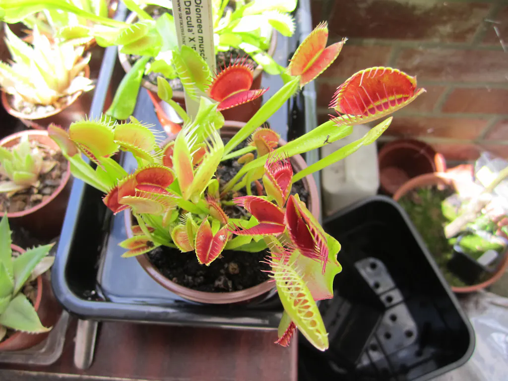 Sarracenia oreophila ornata (Sand Mountain, GA) |Pitcher Plant