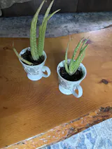 Aloe Plant - DESTASH