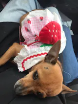 Strawberry Plaid Dog Dress – Cute Summer & Spring Apparel for Small Pets