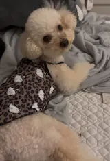 Spring Summer 2025 Pet Clothes – Spice Girls Wind Suspenders with Leopard Print