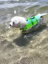 Enhanced Buoyancy Dog Life Jacket – Safety Vest with Handle for All Sizes