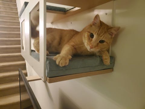 Wally BigCat Tunnel Bundle