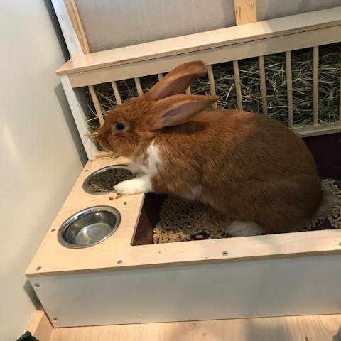 Nibbler Combo Spectra 3in1