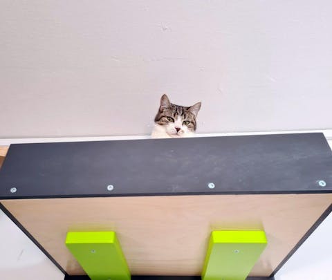 Wally BigCat Flat Plus