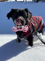 Cherry Sweet Bow Tie
