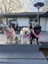Pug Lovers Bandana