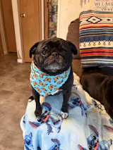 Pretty Monarchs bandana