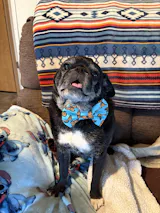 Pretty Monarchs Bow Tie