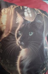 Whimsical Cat Graphic Tee – Cozy Feline Fun (Unisex S-2XL)