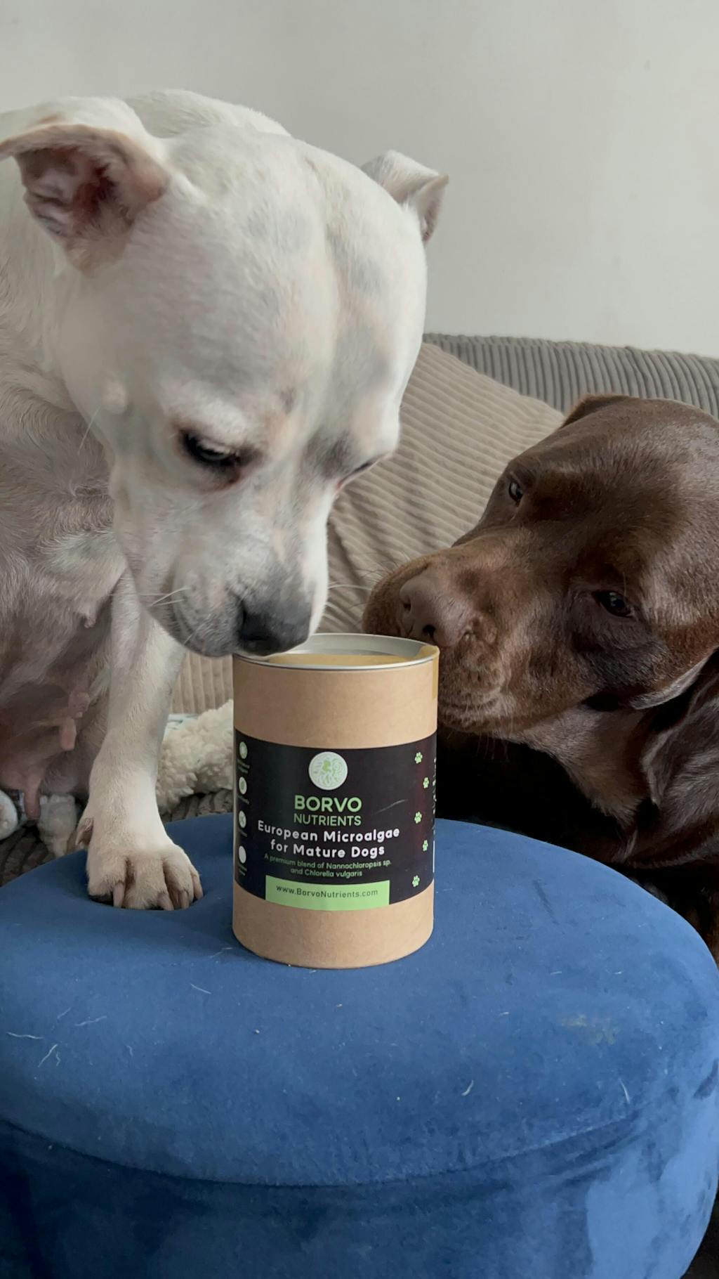 Chlorella For Dogs Borvo Nutrients Microalgae Blend for Mature Dogs