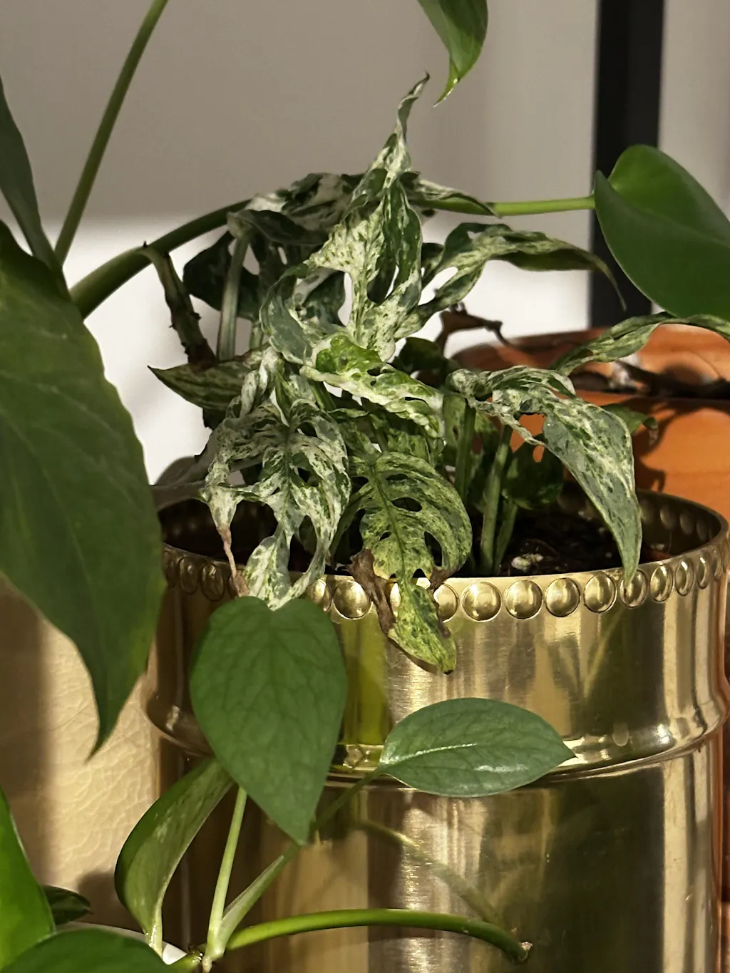 Monstera adansonii 'Frozen Freckles' (variegata) – Secret Garden