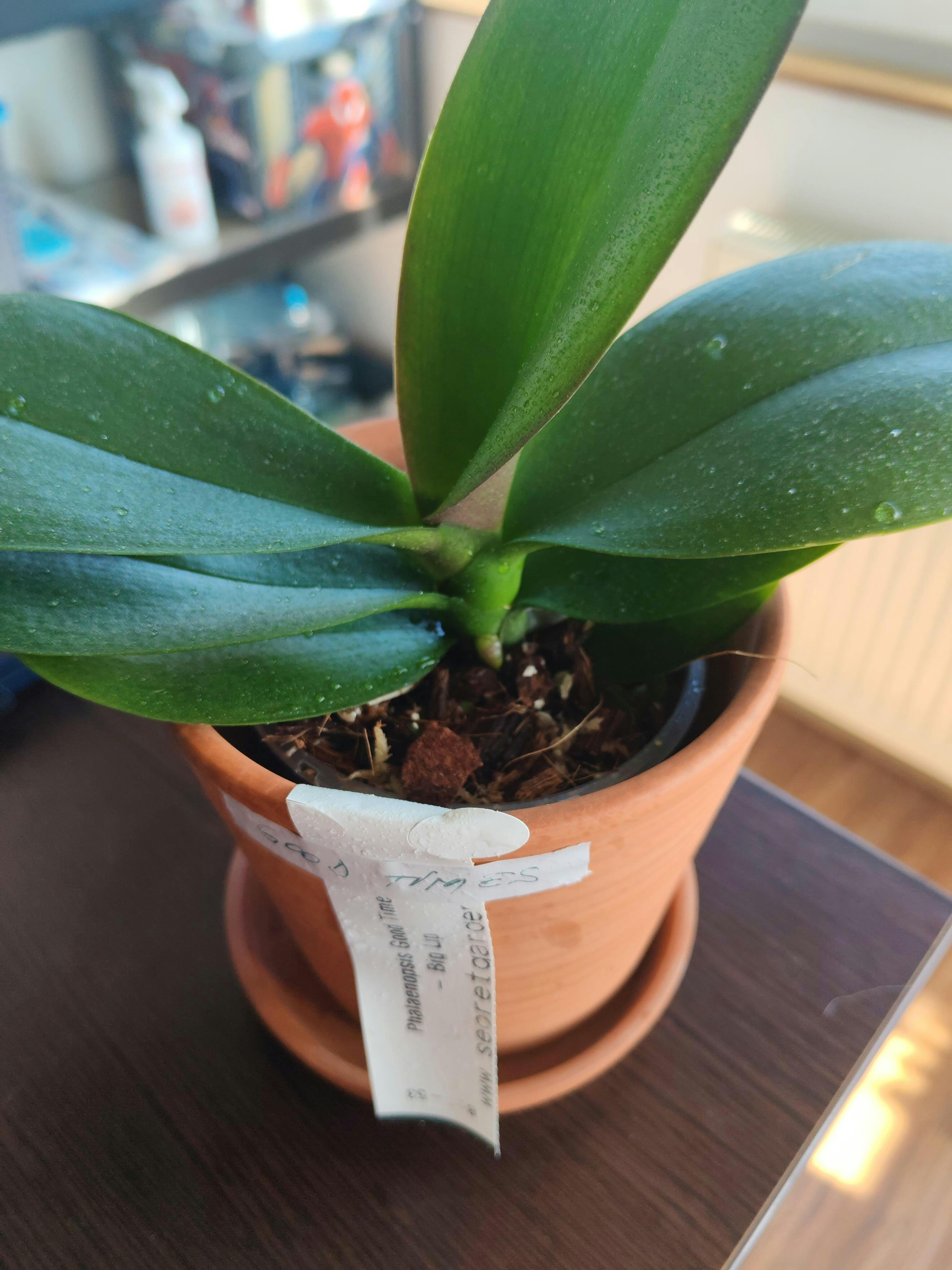 Phalaenopsis Good Times - Big Lip, flori XXL – Secret Garden Plant
