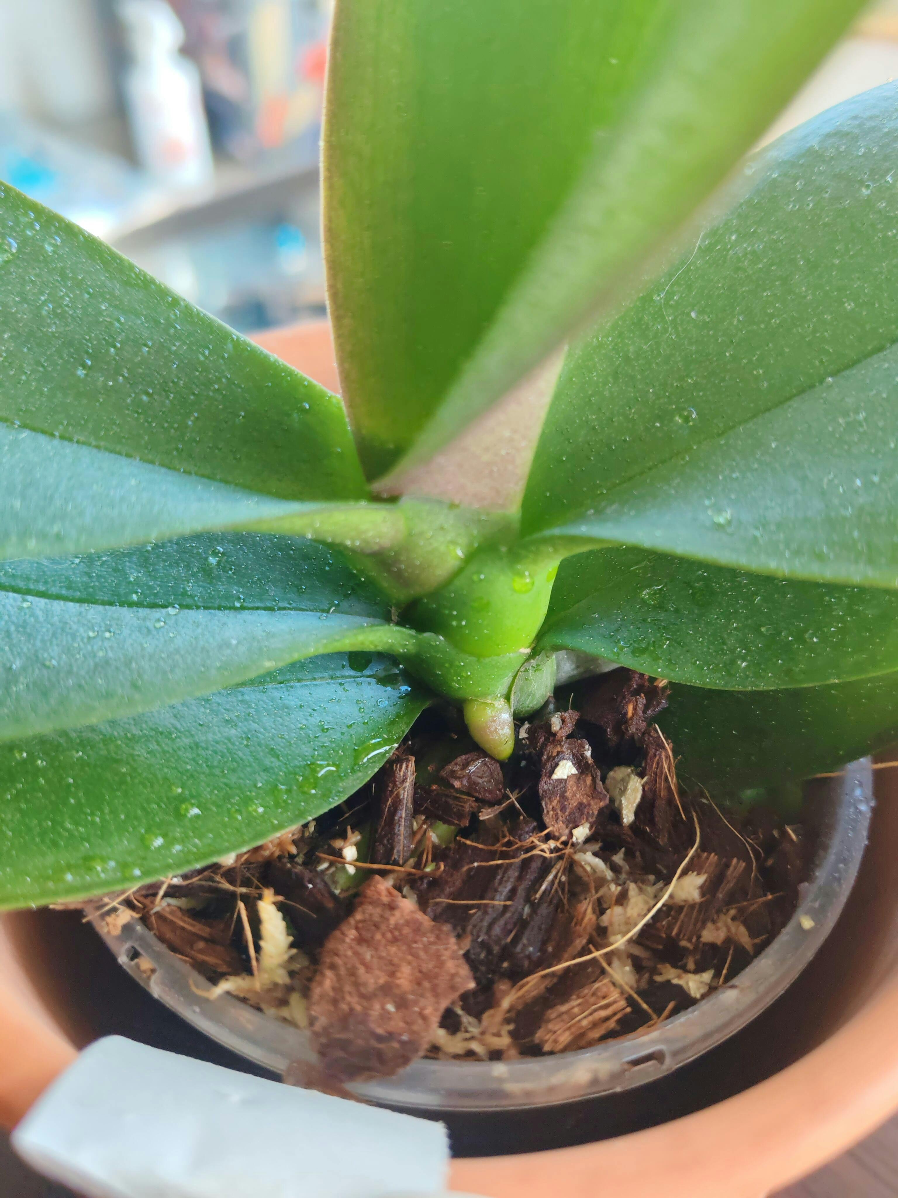 Phalaenopsis Good Times - Big Lip, flori XXL – Secret Garden Plant