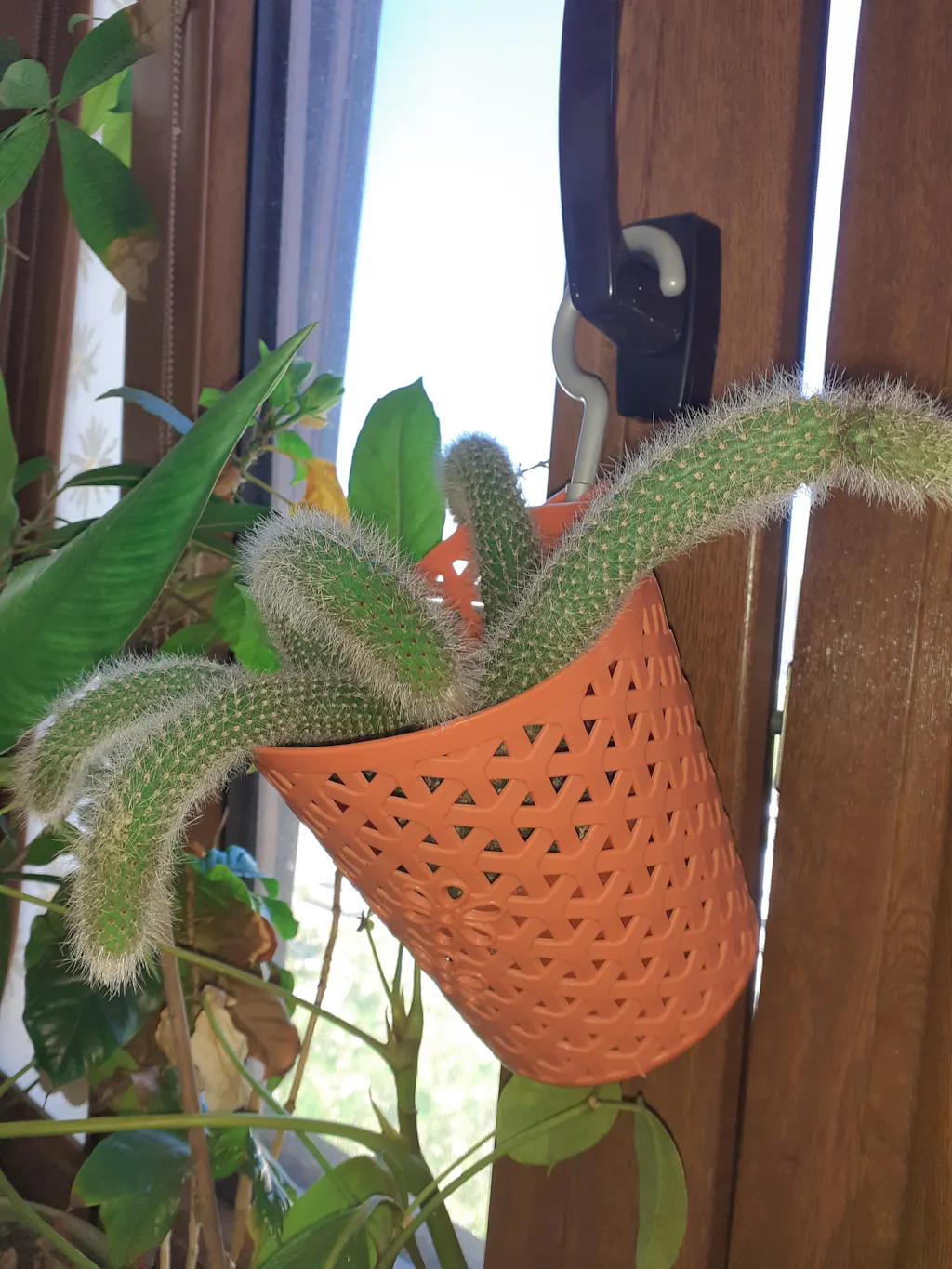 Hildewinteria colademononis (Cactus Queue de Singe) D9 – Secret
