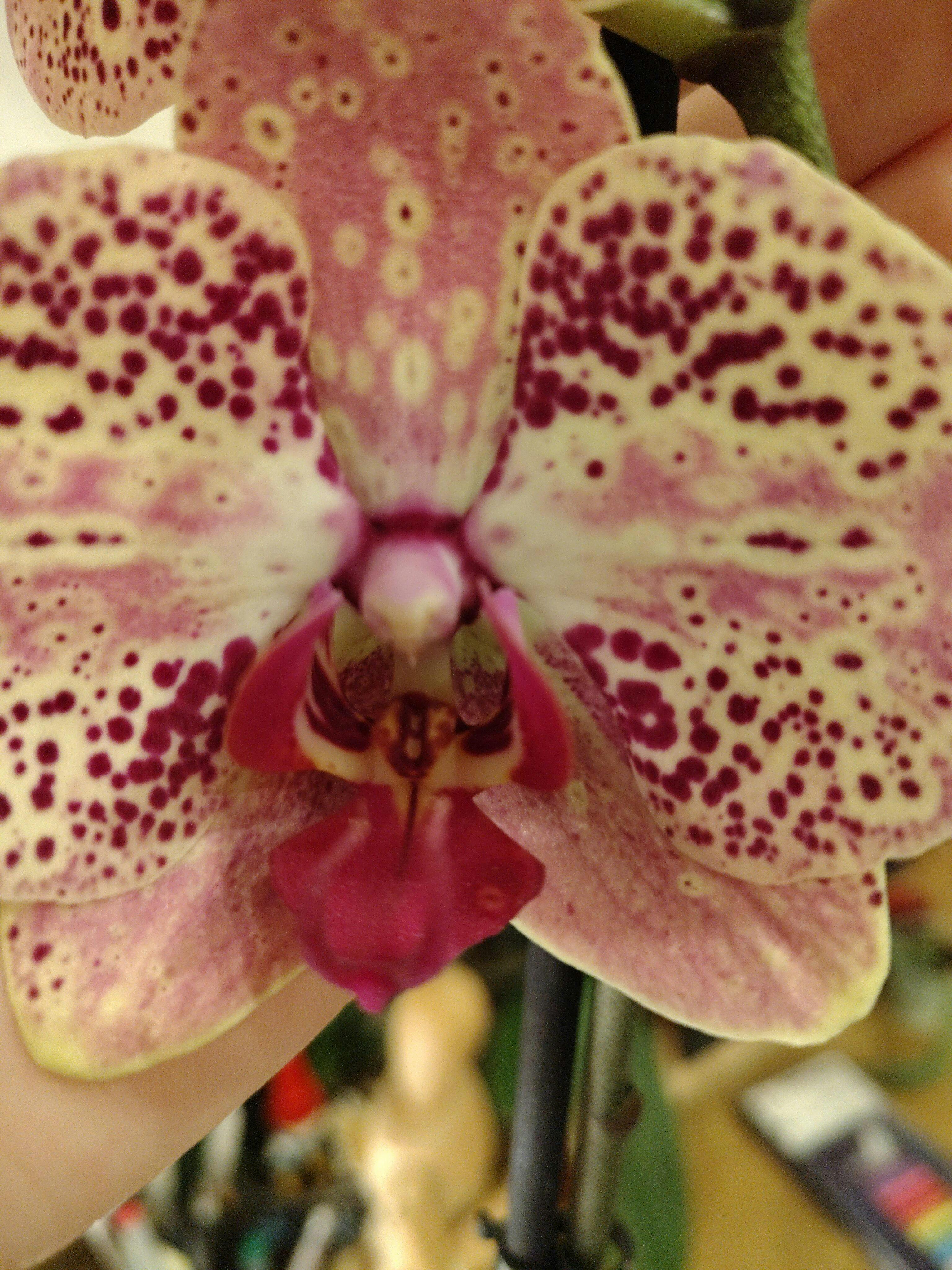 Phalaenopsis Wild Peach – Secret Garden Plant Shop
