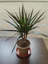 Dracena - Dracaena marginata 'Magenta'  Secret Garden Plant Shop