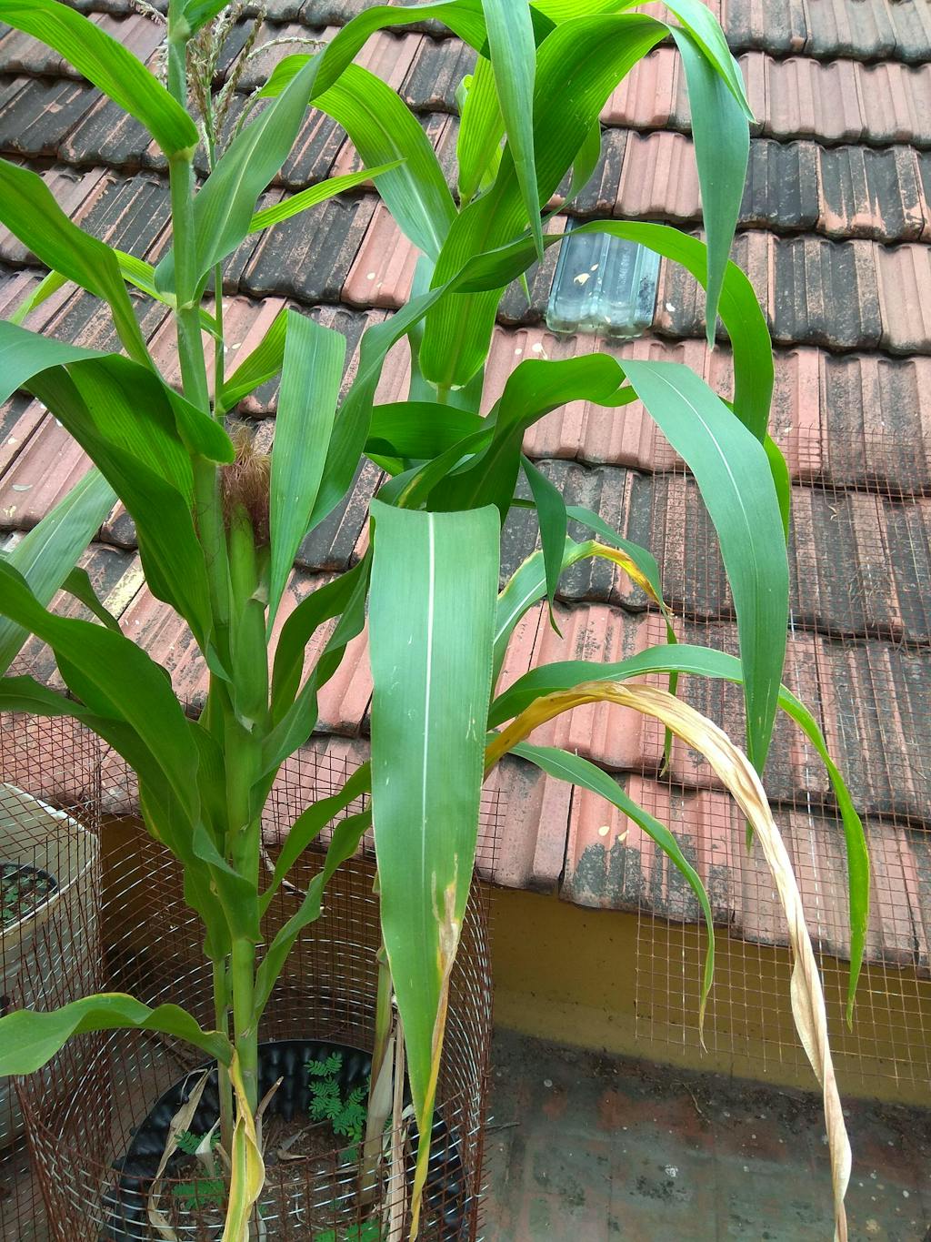 Baby Corn Seeds Open pollination seed and plant