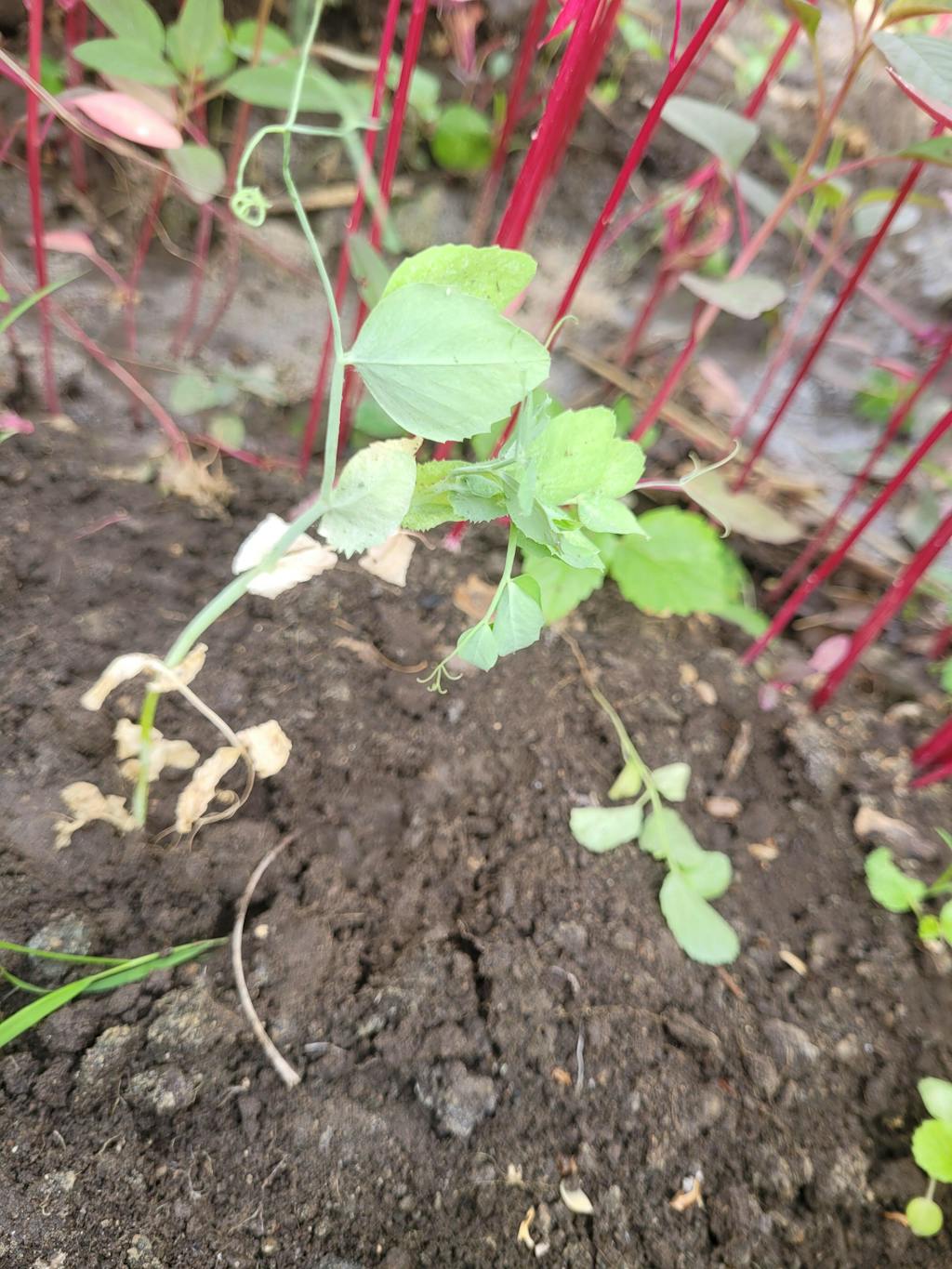 Organic Green Peas Seeds Open Pollinated Seed2Plant