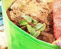 Organic Salad Cucumber Seeds - Open Pollinated
