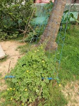 Creeper Net, Climbers Support Net UV Treated with Border - 3M Width Blue, Seed2Plant