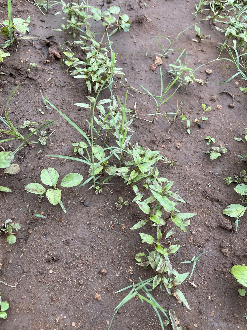 Organic Palak Spinach Seeds Open Pollinated Seed2plant