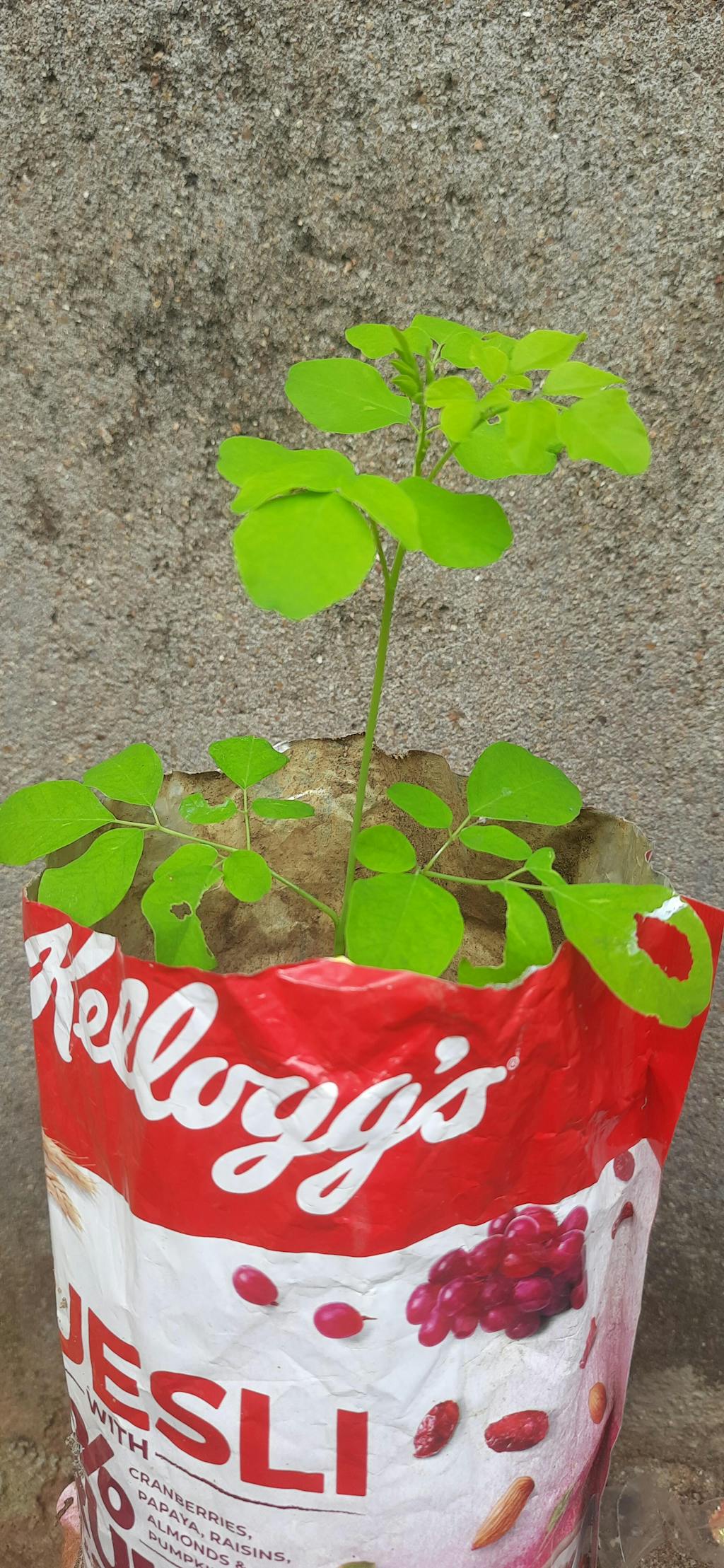 Organic Drumstick (Sedi Murungai) Plant Seeds Open Pollinated