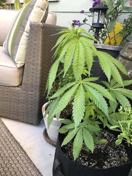 Agent Orange Seeds Feminized Agent Orange Cannabis Seeds