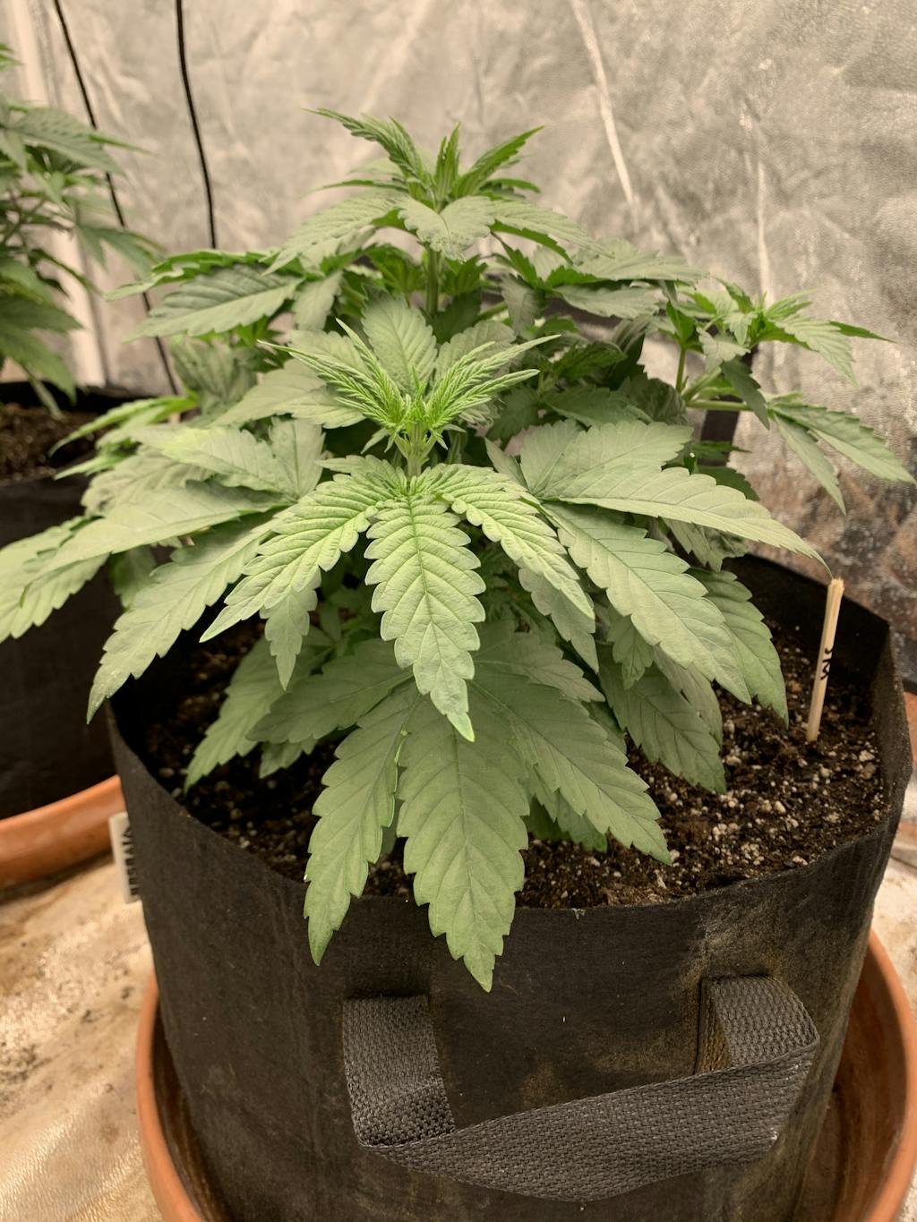 Gold Leaf Seeds Feminized Gold Leaf Strain Cannabis Seeds