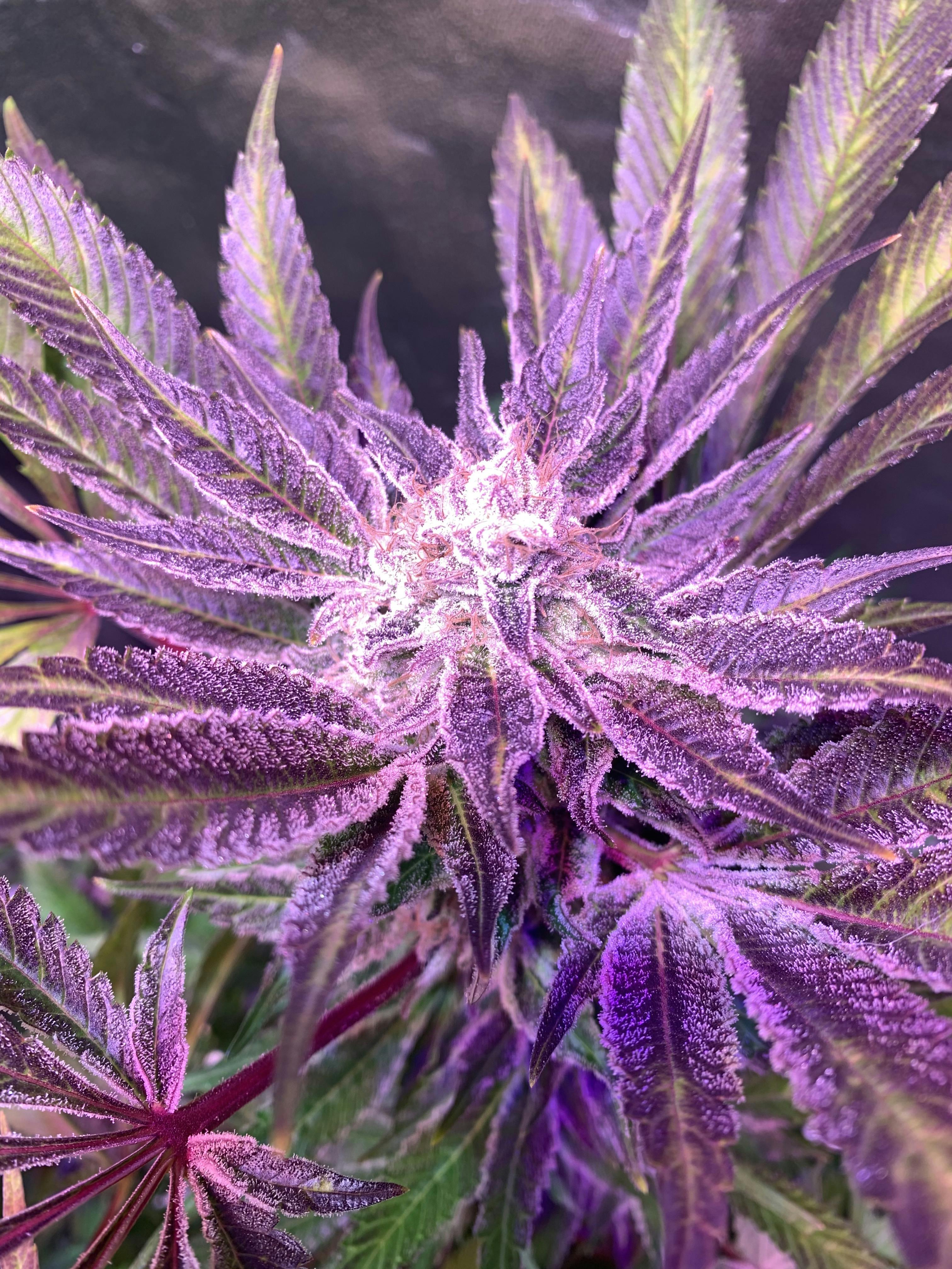 purple punch strain grow info
