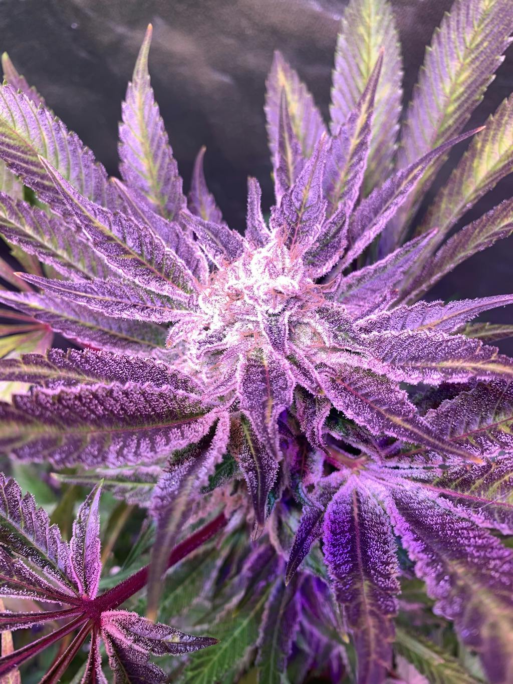 Purple Punch Strain Seed Bank Feminized Purple Punch Seeds