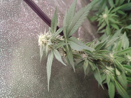 Tangie Seeds | Feminized Tangie Strain | Seed King Cannabis
