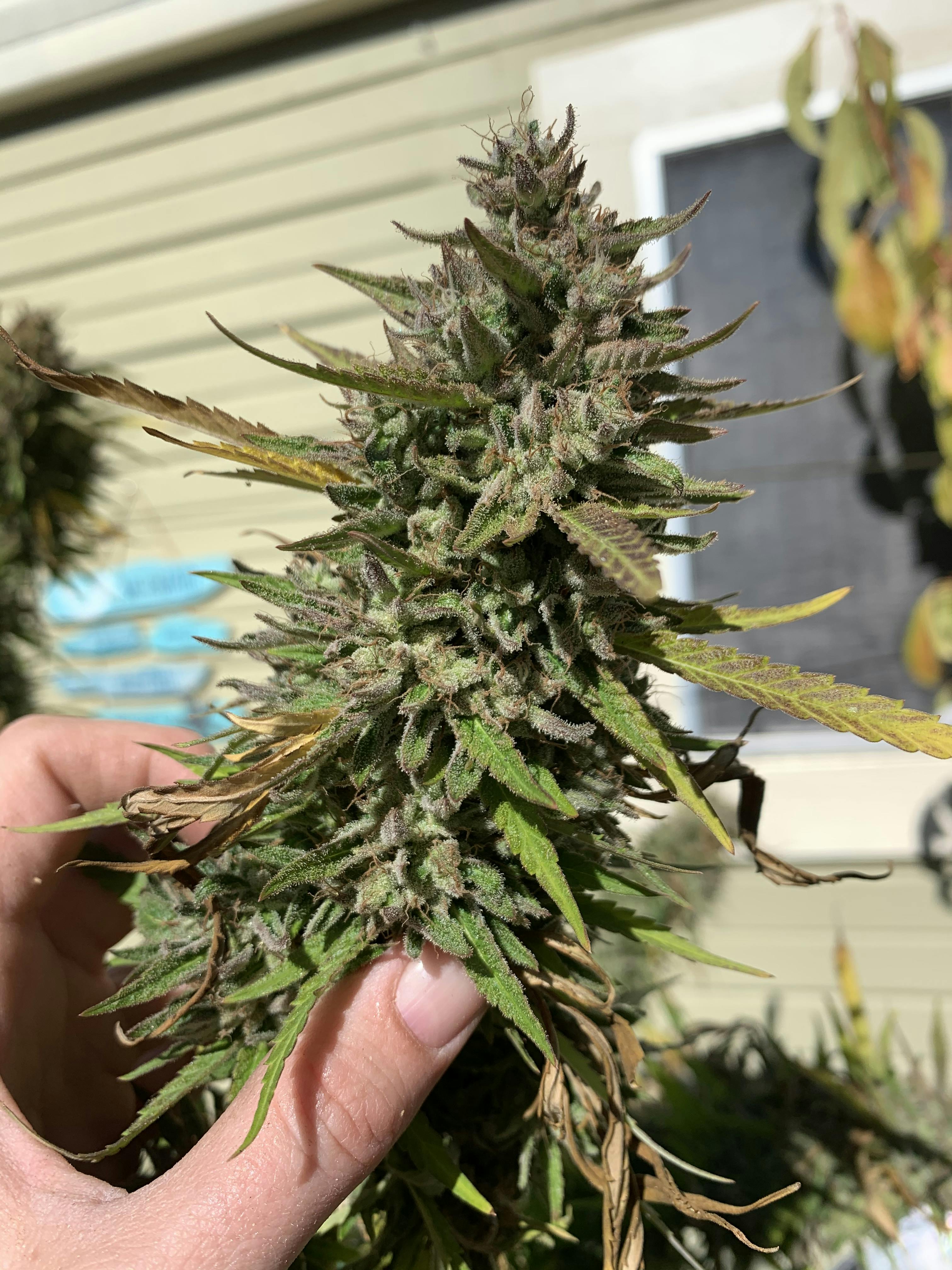 Granddaddy Purple Seeds | Feminized Grand Daddy Purple Strain | GDP