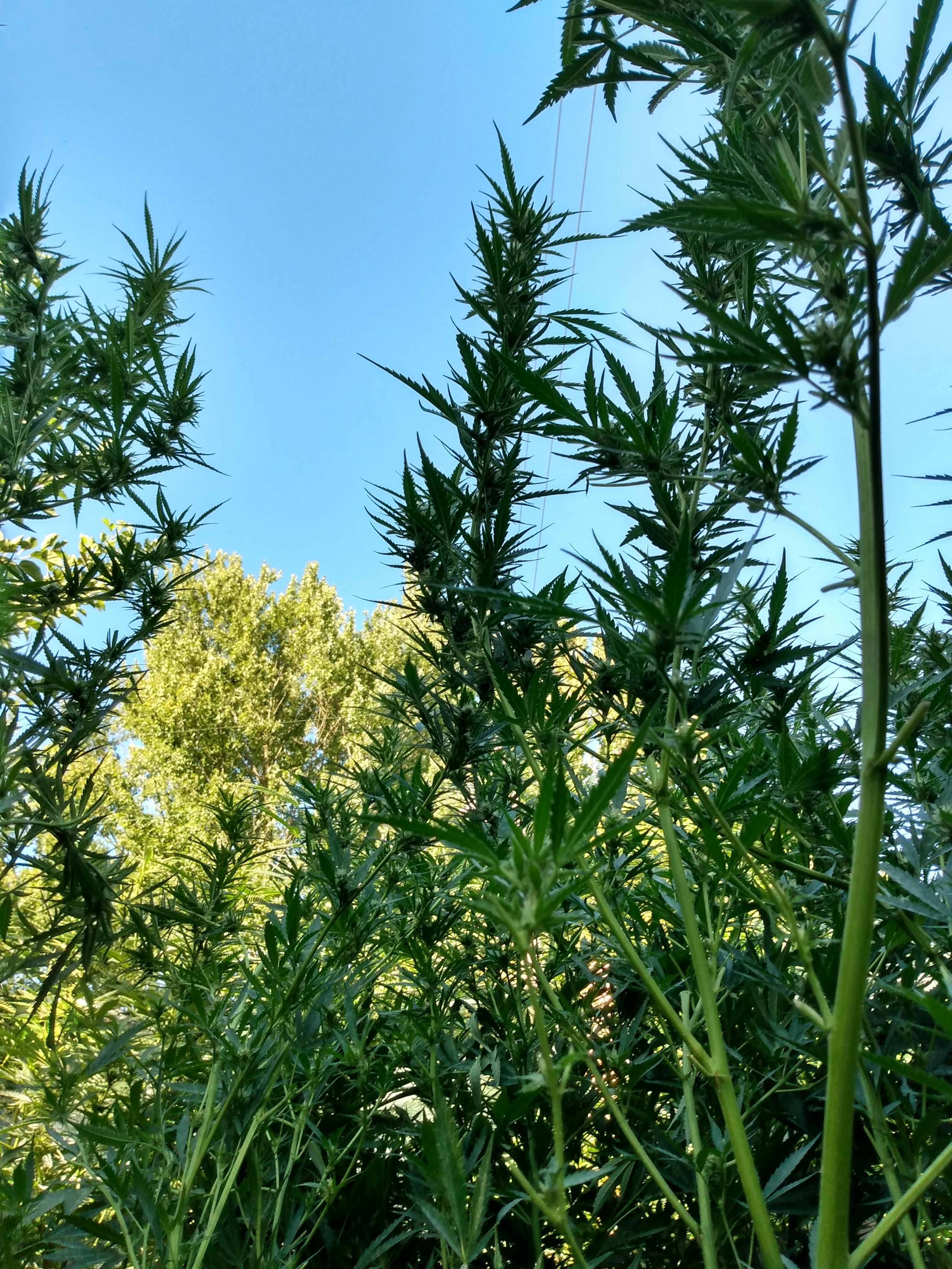 Tangie Seeds | Feminized Tangie Strain | Seed King Cannabis
