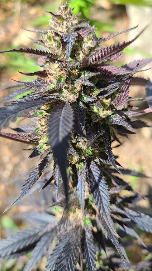 Purple Kush Autoflower Seeds | Seed Bank | Auto Purple Kush Seeds USA