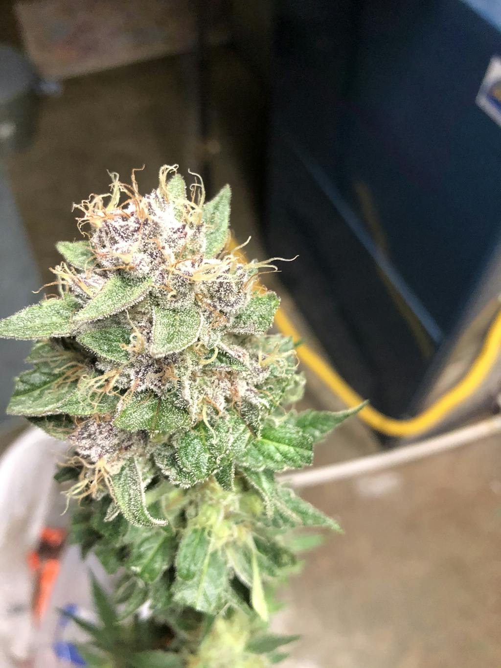 Bubblegum Strain Buy Cannabis Bubblegum Seeds Online