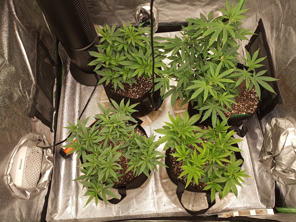 Bruce Banner Strain Feminized Bruce Banner Seeds