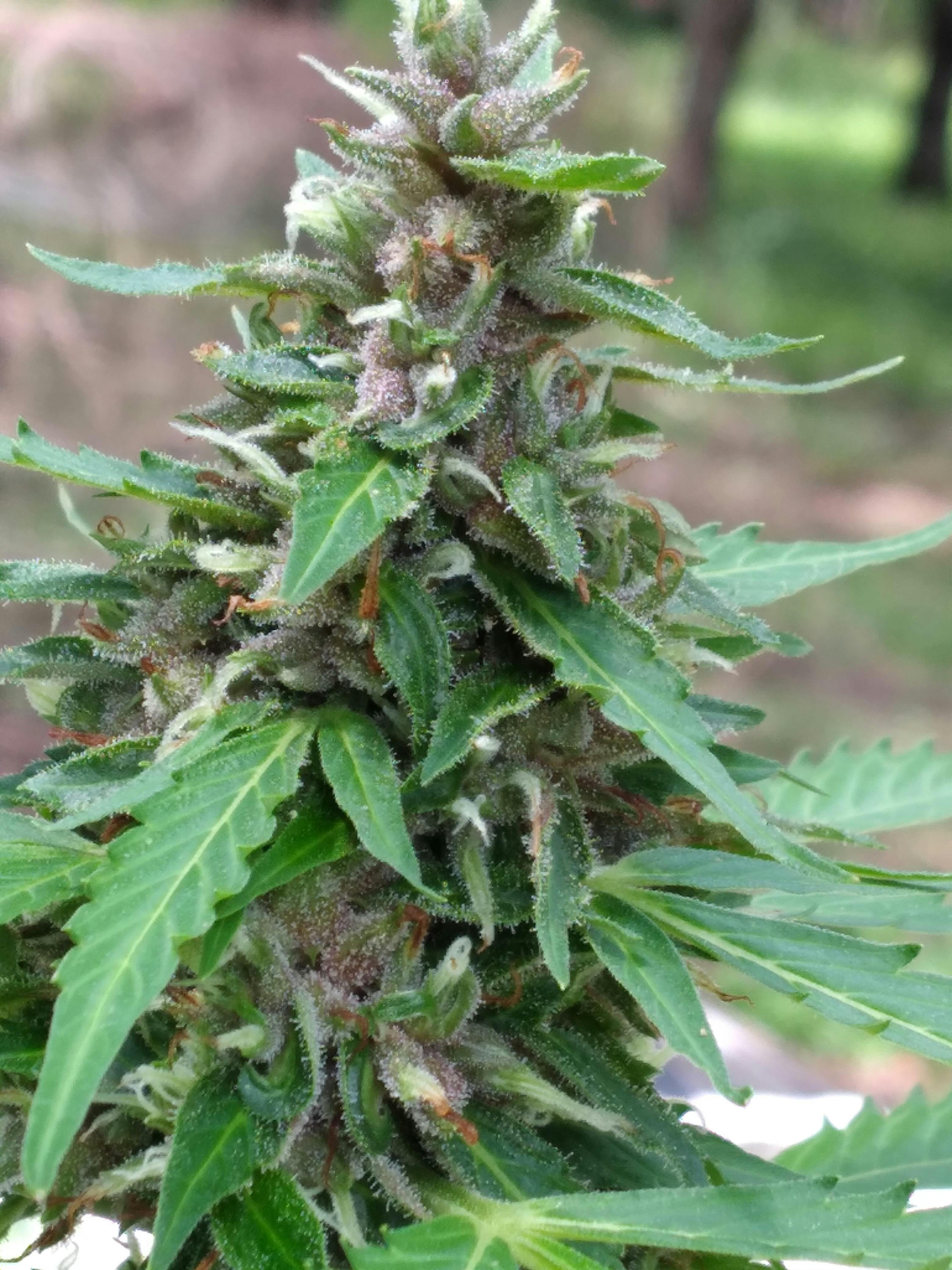 Purple Kush Autoflower Seeds | Seed Bank | Auto Purple Kush Seeds USA