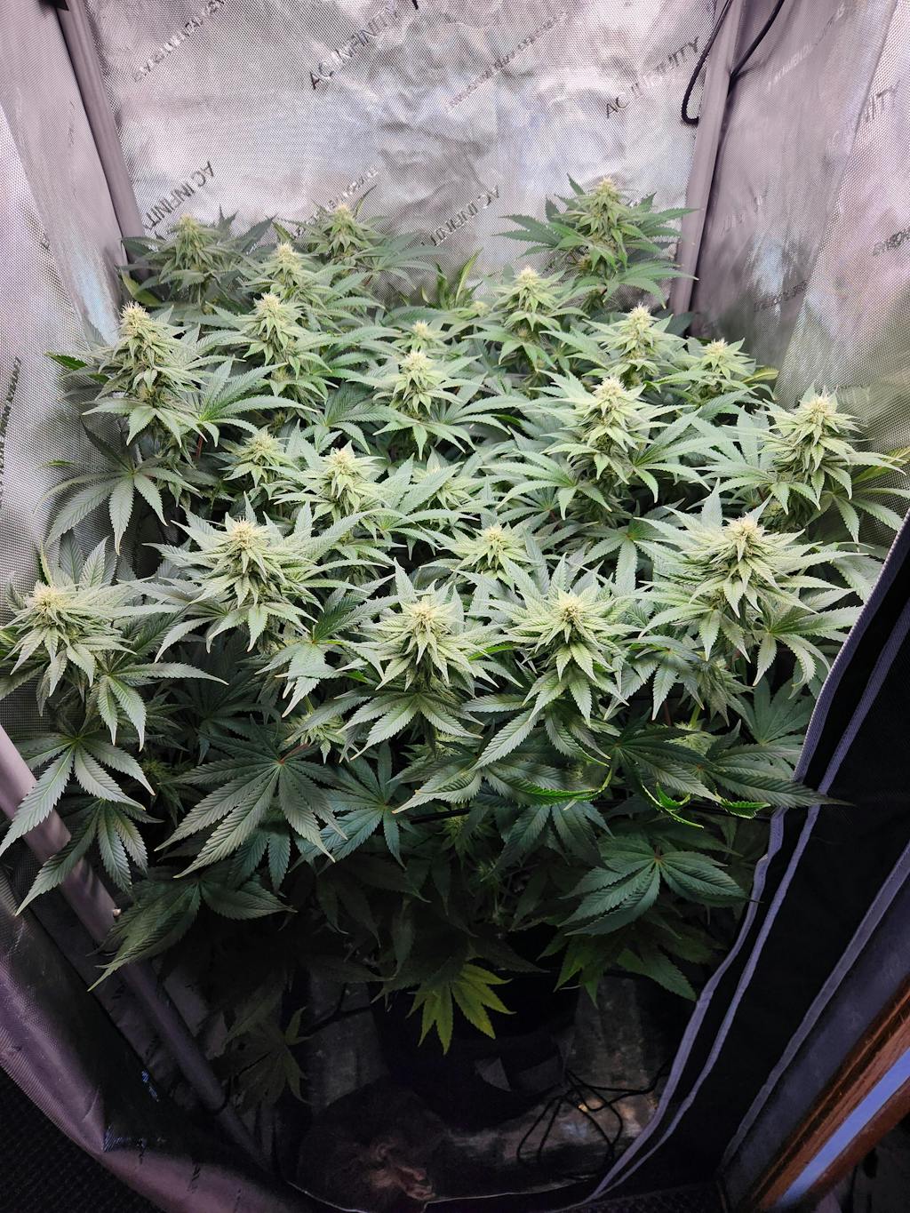 Critical Mass Seeds | Critical Mass Strain | Seed Bank Marijuana Seeds