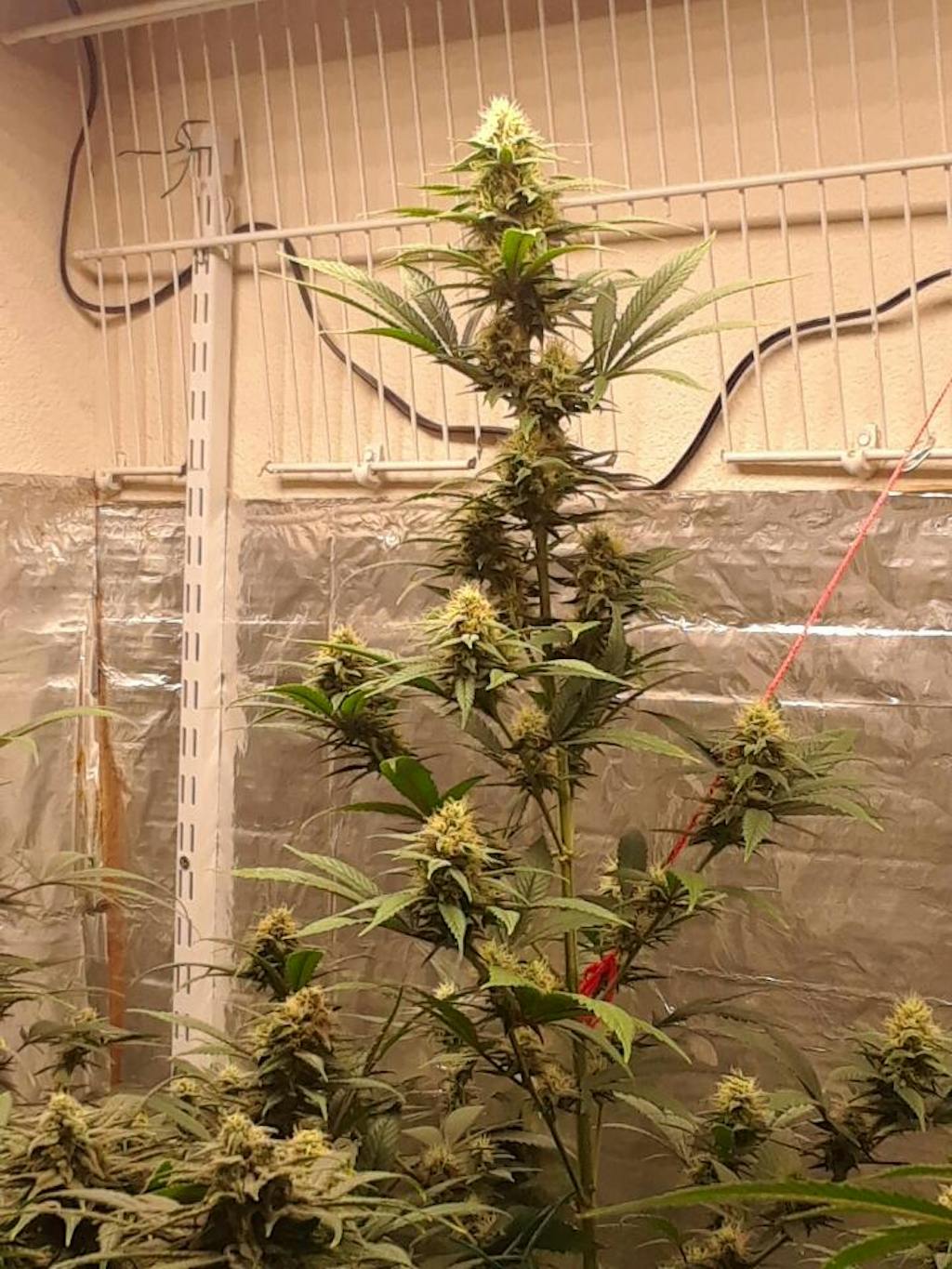 Gorilla Glue Seeds Authentic GG4 Strain Gorilla Glue 4 Seeds