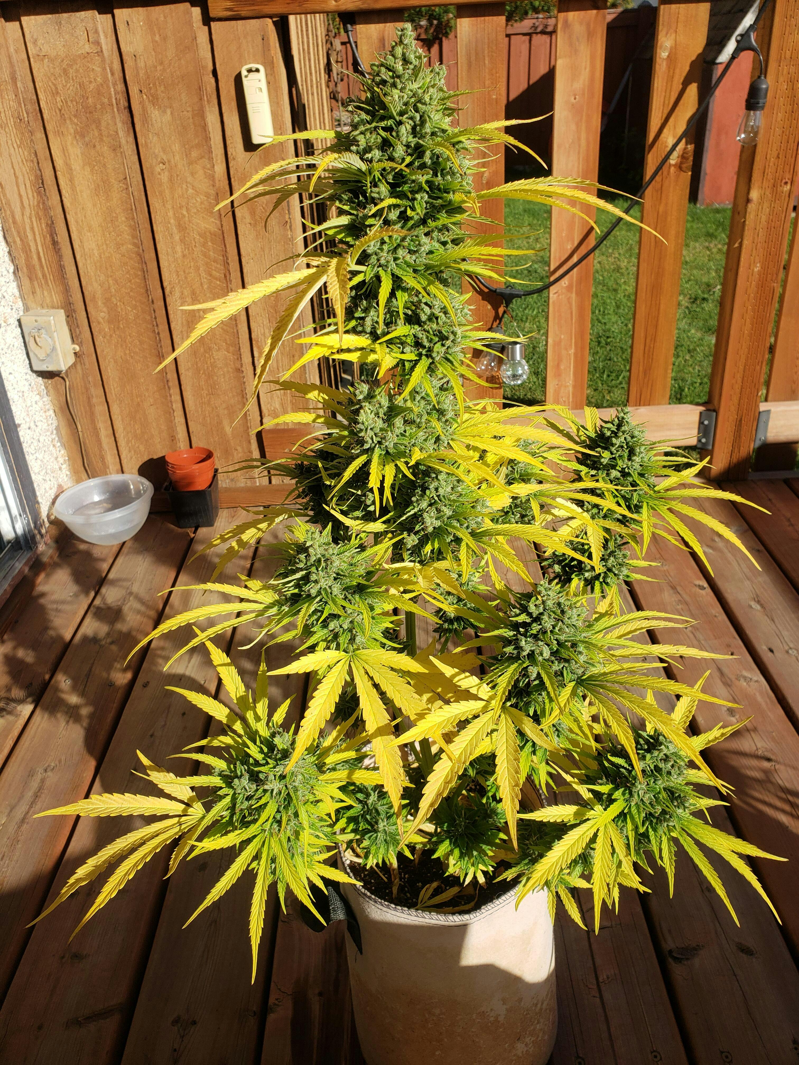 Critical Kush Auto Seeds | Critical Kush Strain Autoflower Cannabis Seeds