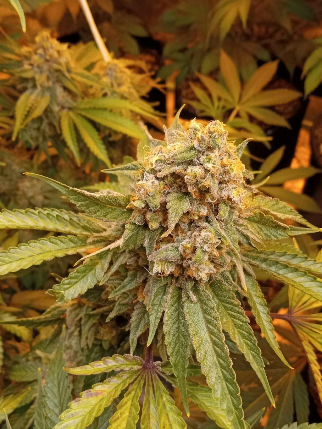 Buy Pineapple Express Seeds | Pineapple Express Cannabis Seeds