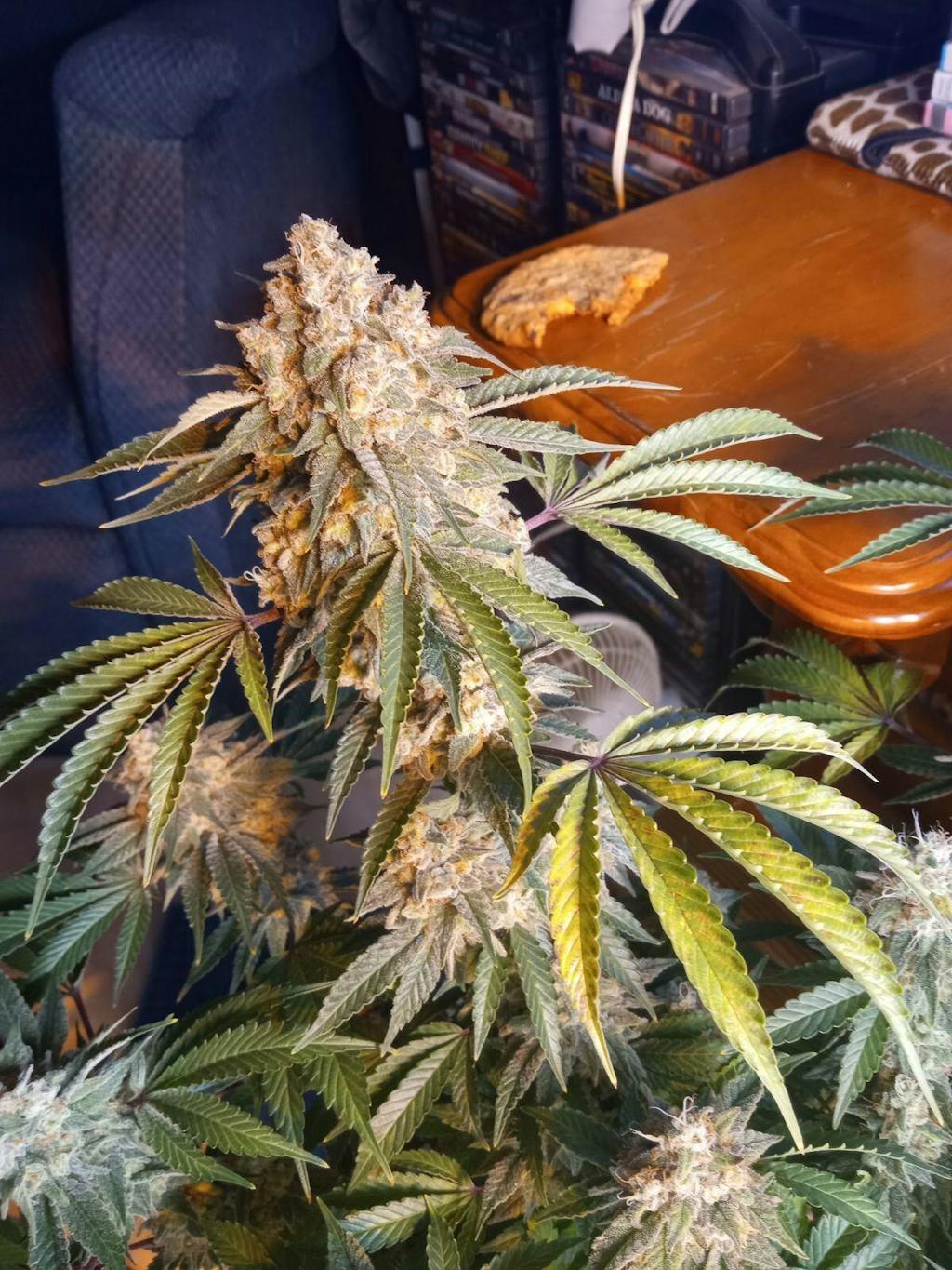 Buy Pineapple Express Seeds Pineapple Express Cannabis Seeds