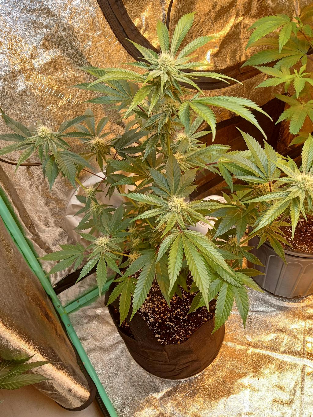 Buy Pineapple Express Seeds Pineapple Express Cannabis Seeds