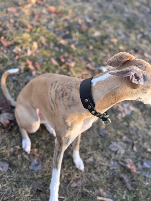 Windhund-Halsband BioThane® 38mm Zugstopp