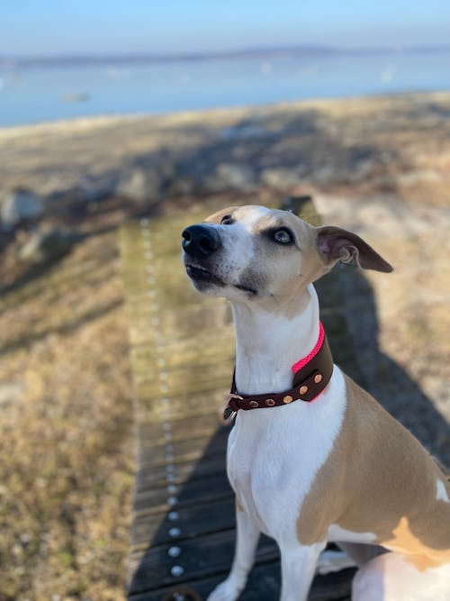 Windhundhalsband BioThane® mit Airmesh