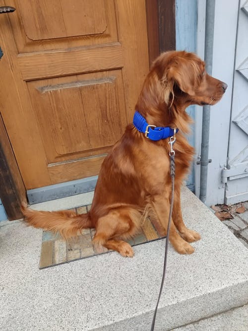 Hundehalsband BioThane®