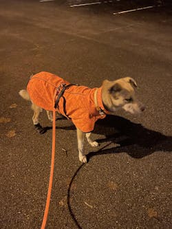 Manteau pour chien Softshell Bark Back on Track