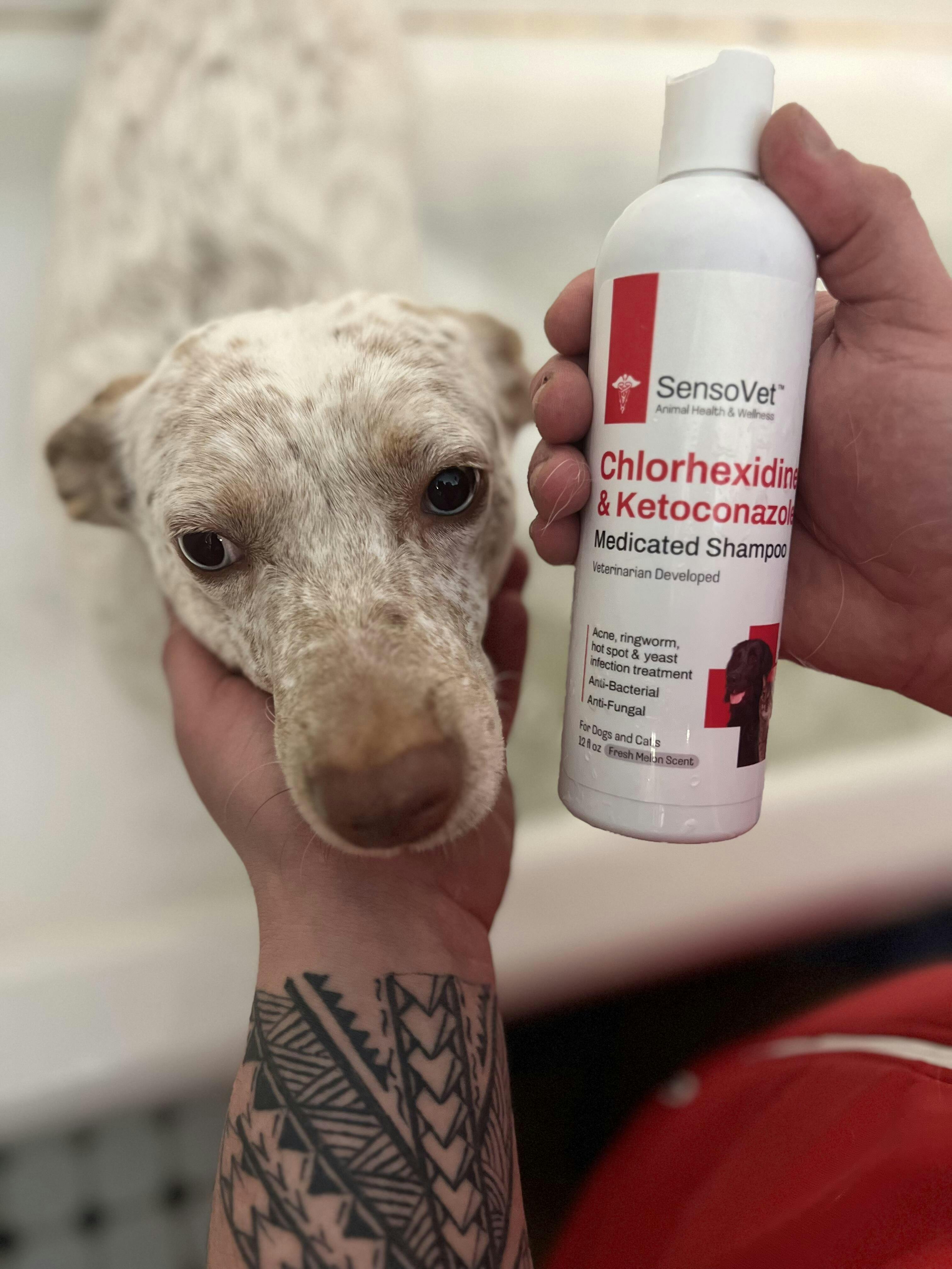 Chlorhexidine Ketoconazole Shampoo for Dogs & Cats 12oz SensoVet